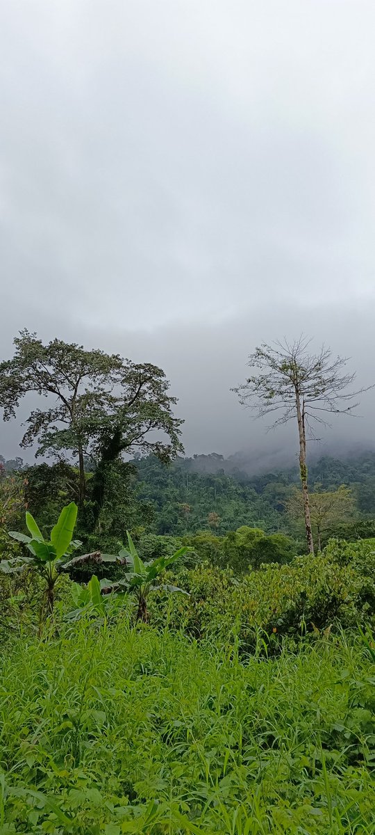 The Amazon and Congo Basin's thick vegetation constantly release moisture through transpiration, generating massive rain clouds. This incredible process has a major impact on weather patterns,making the Amazon an indispensable regulator of climate. Mother Nature at her finest.