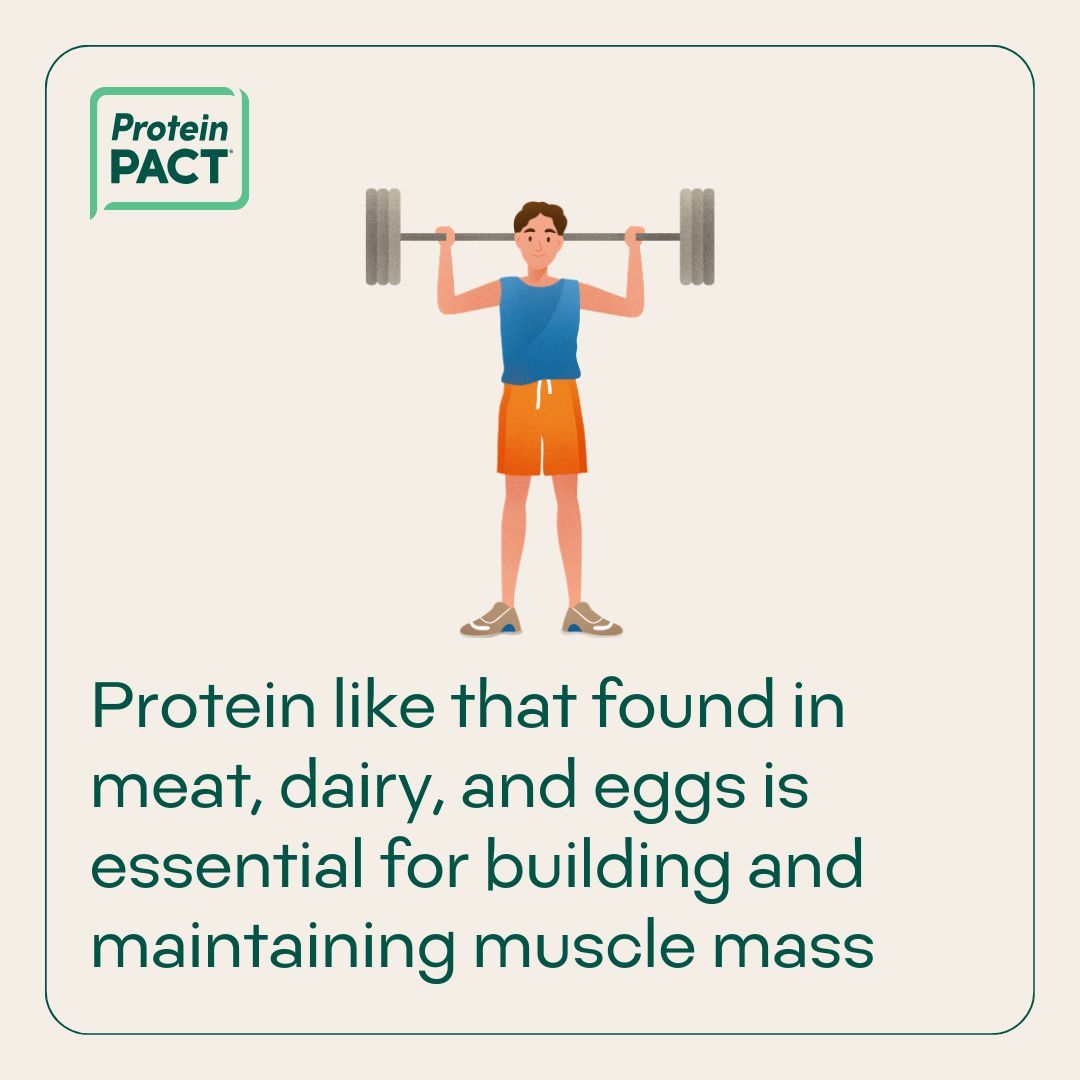 High-quality protein like that found in meat, dairy, and eggs is essential for building and maintaining muscle mass and contributes to healthy aging. #EatMeat #NutrientDense buff.ly/3MSg5q8