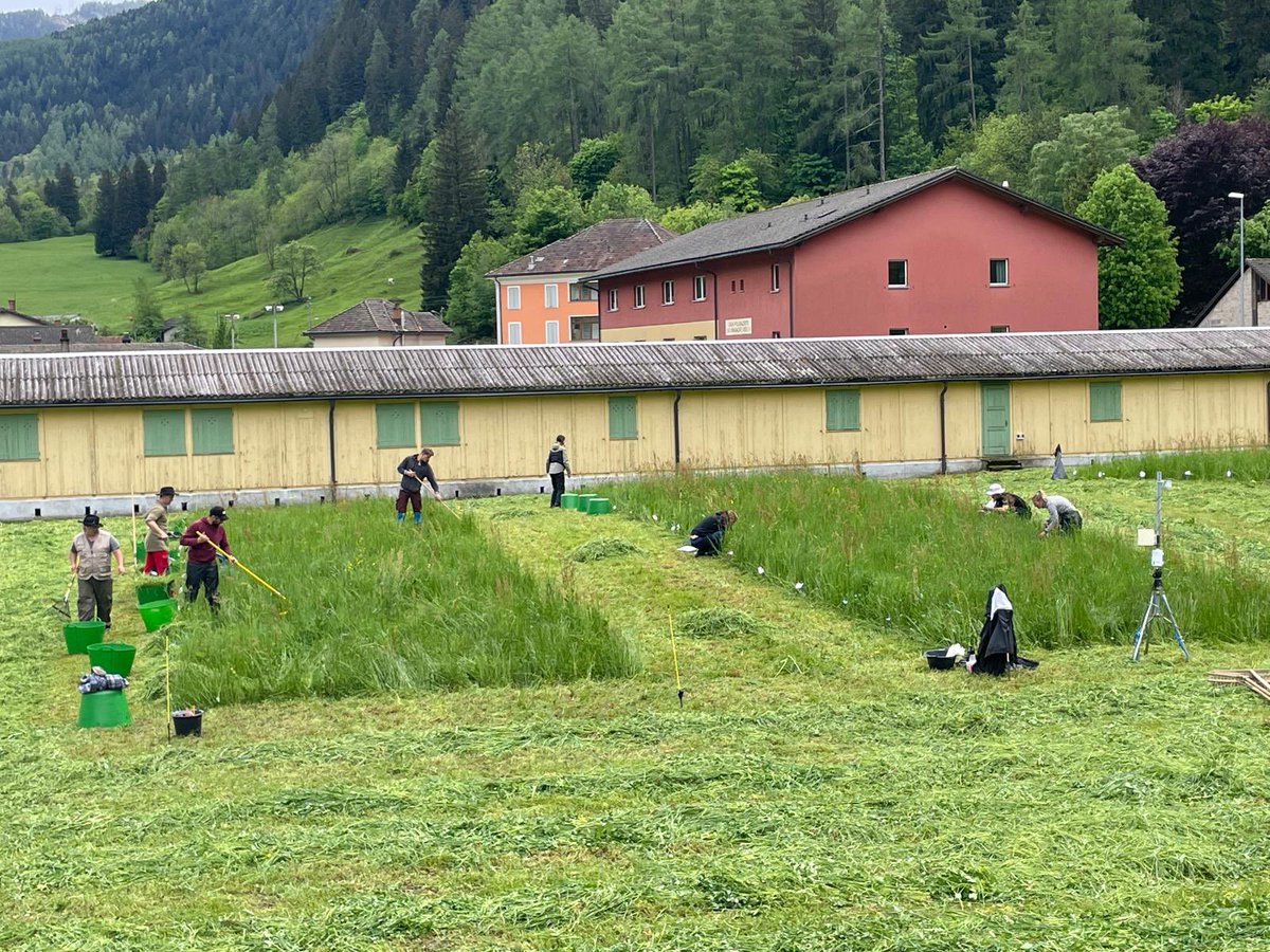 First harvest of our #drought-resistant #forage mixtures in the #Ticino site. Lucky with the weather, almost no rain! 
#DryMountProject <a href="/emilie_roinel/">Emilie Roinel</a> <a href="/agroscope/">Agroscope</a>