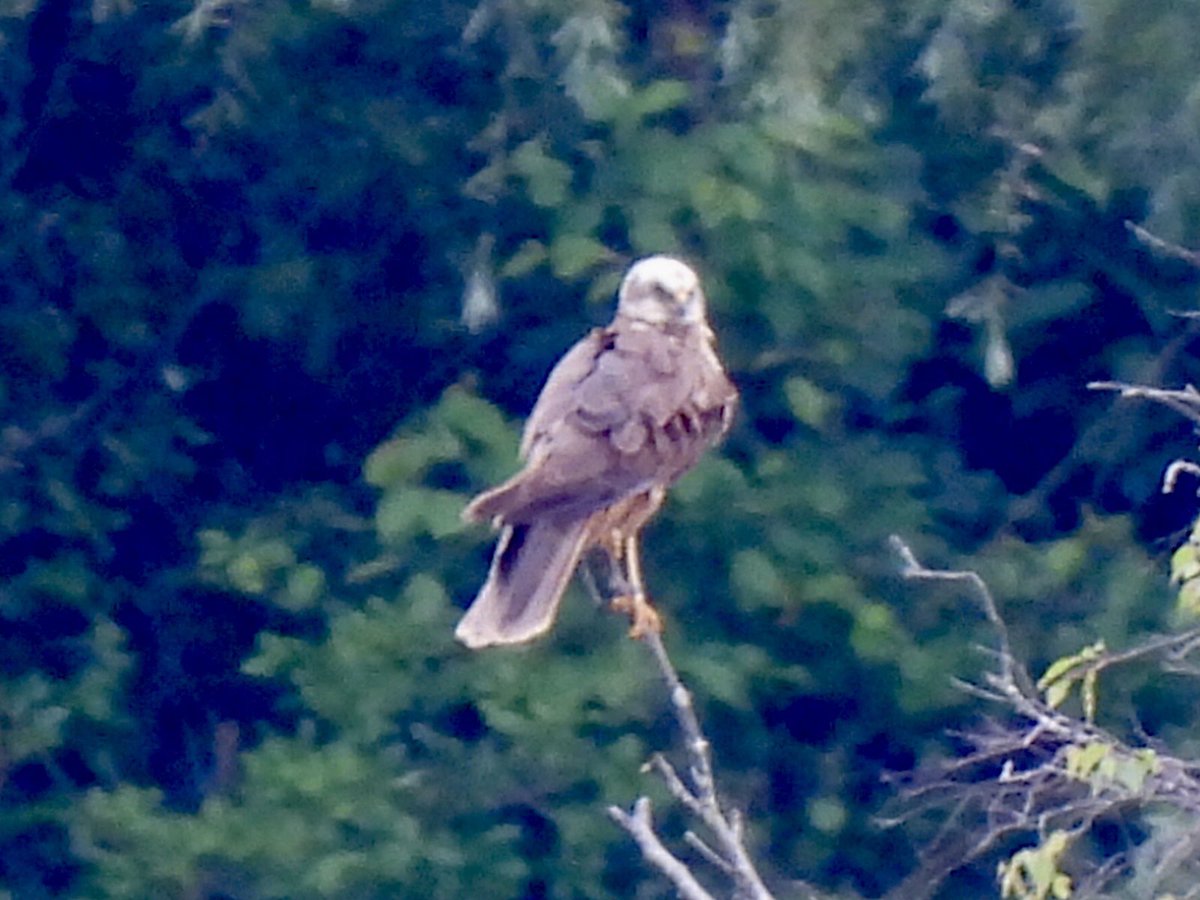 Male Marsh Harrier today on Ashton’s Flash <a href="/marburypatch/">marburypatch</a>