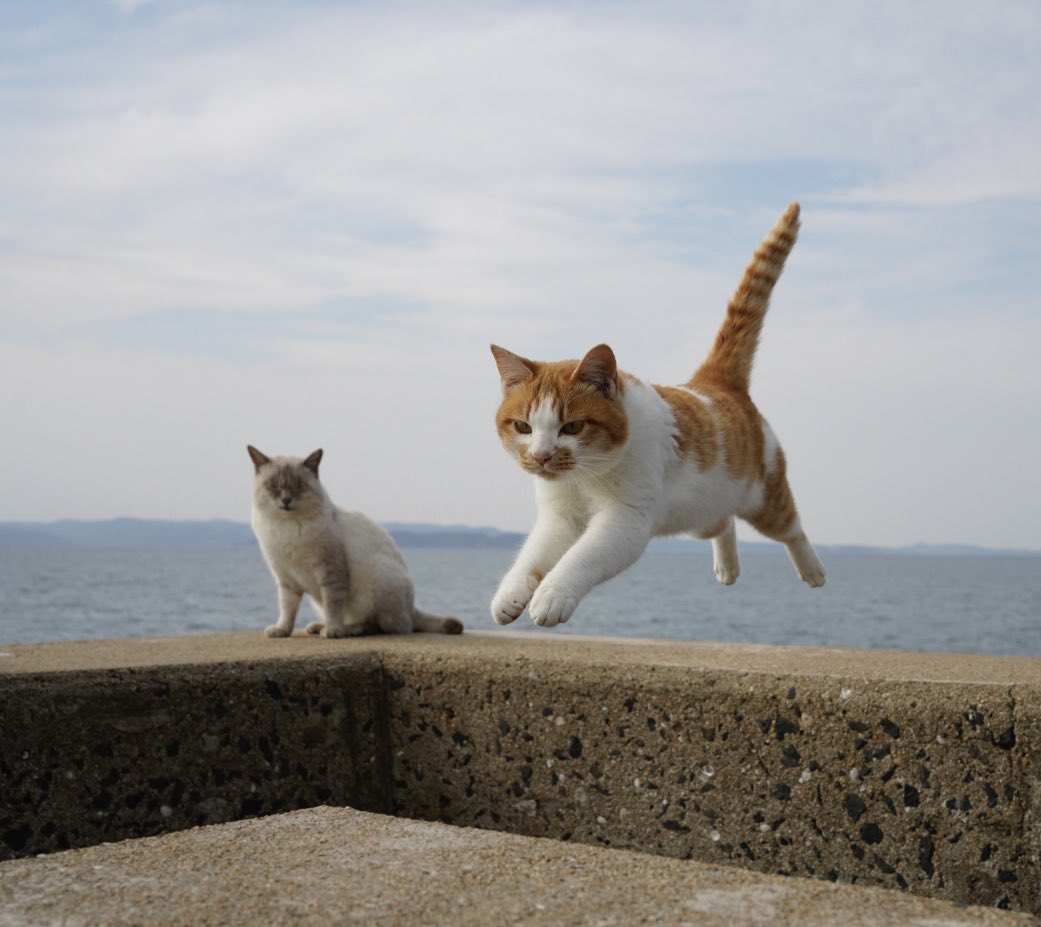 今年の夏は石川県金沢市で猫写真展を1か月間ほど開催予定です
楽しみにしててください

同時に2〜3カ所で猫イベント開催は可能ですので、夏イベントはまだ間に合うので何かあればご連絡ください

メール　info@k-igarashi.com
※法人化・インボイス登録してます
#猫イベント　#猫写真展