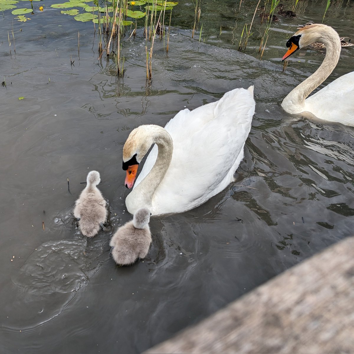 Rebecca Wilks tweet media