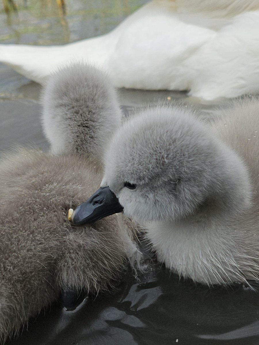 Rebecca Wilks tweet media