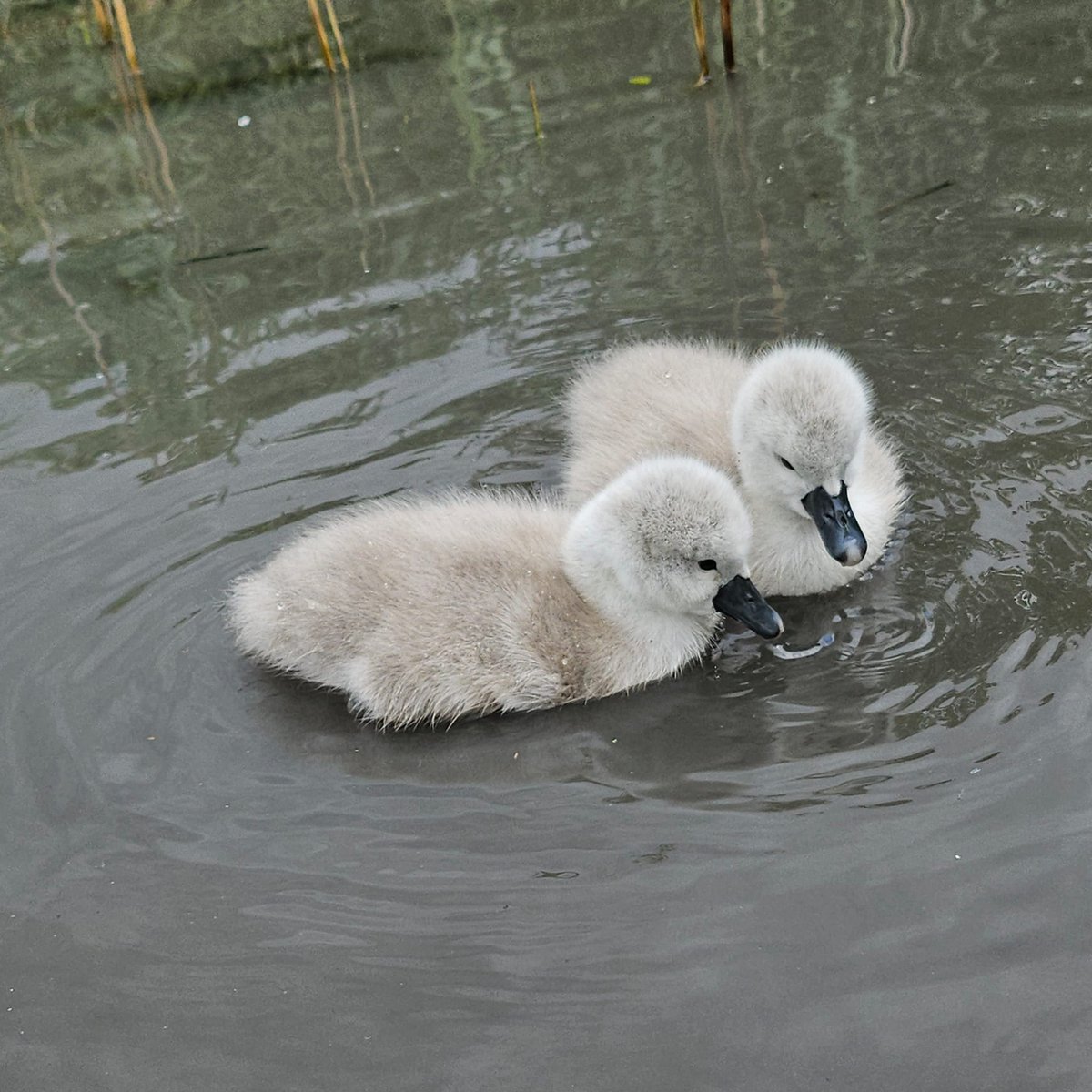 Rebecca Wilks tweet media