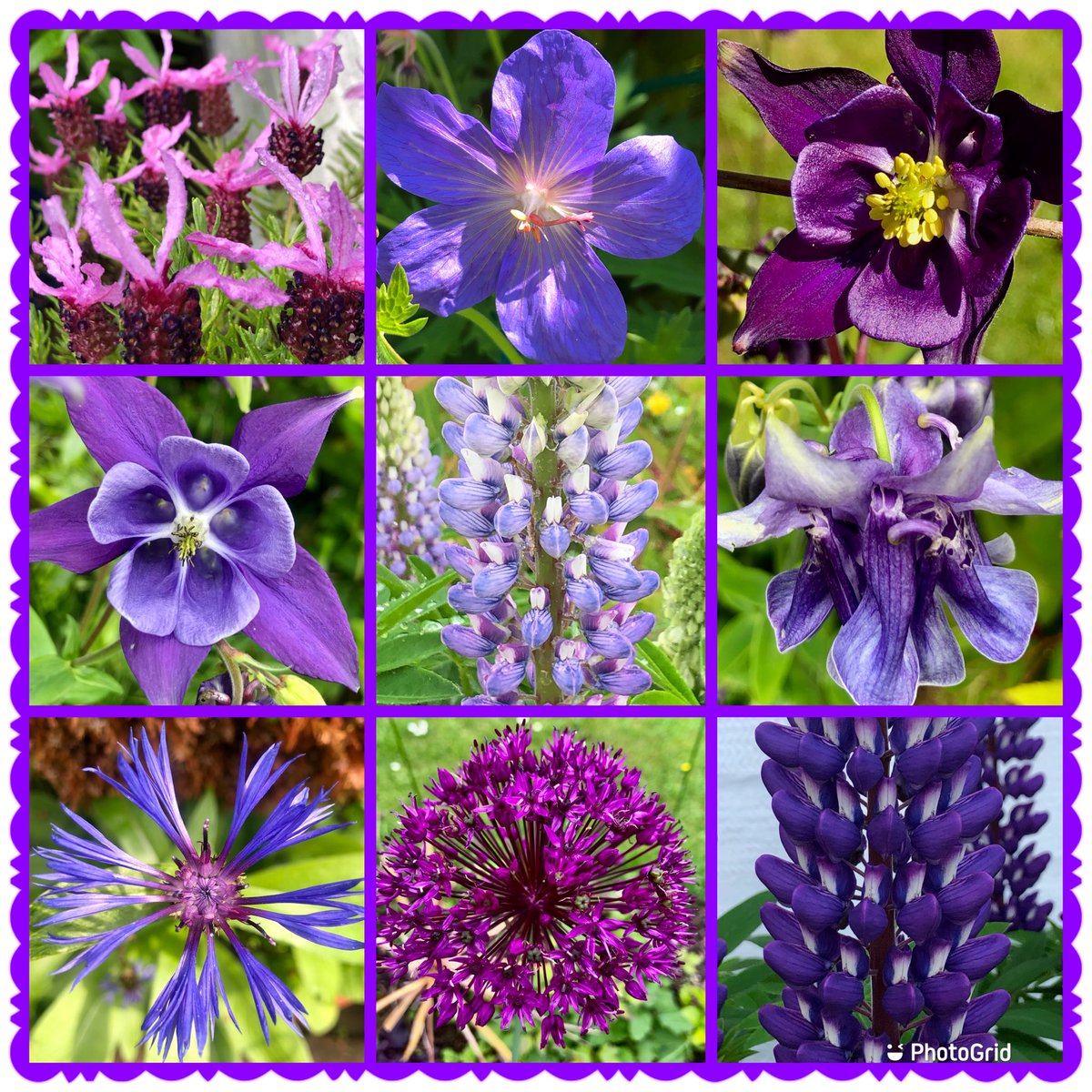 Purple plays a big role in my garden right now💜💜💜🐝🐝#FlowersOnFriday #Flowers #Gardening #MyGarden #Purple