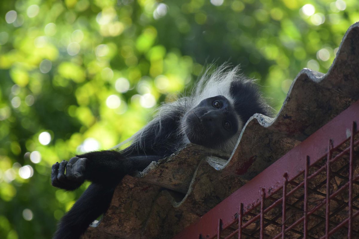 Colobus Conservation tweet media