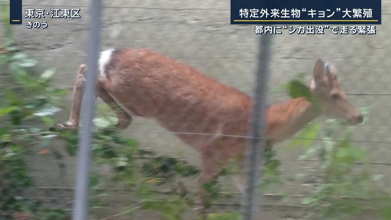 【千葉県産】鹿の仲間キョンの頭骨 キョン頭蓋骨模型 BCBC164｜動物骨格模型