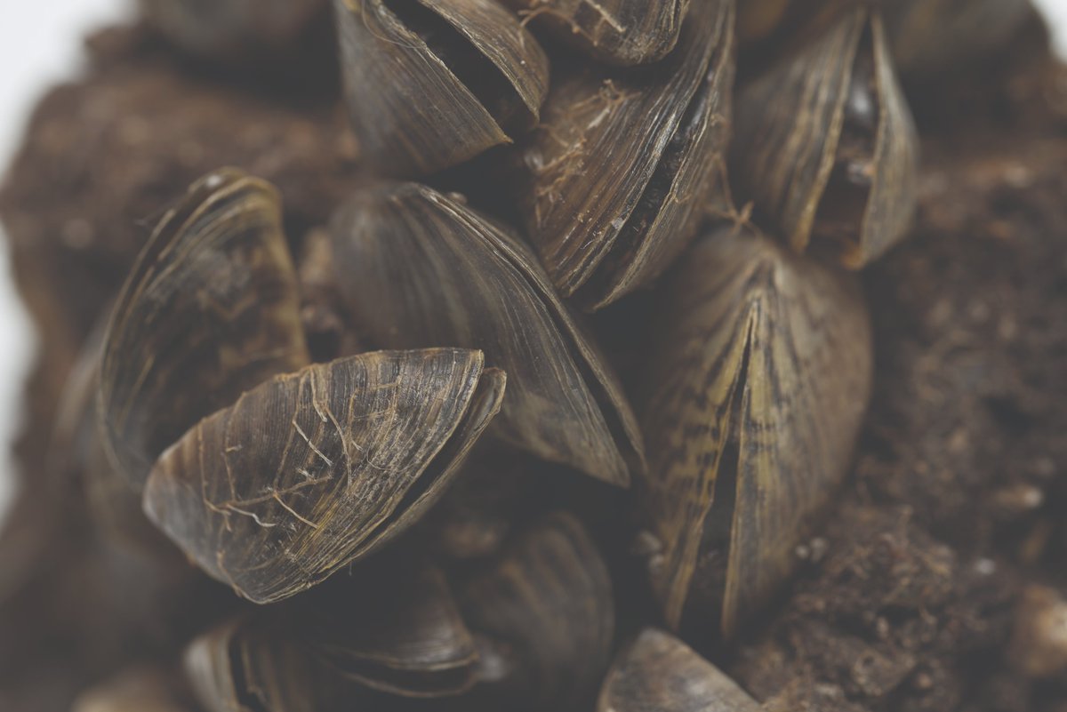 As summer activities are in full swing, do your part to stop the spread of invasive aquatic species. Zebra mussels are small but destructive. They damage boats, clog water intakes, & impact the environment of lakes & rivers. Remember three simple steps: Clean, Drain, & Dry. #NPPD