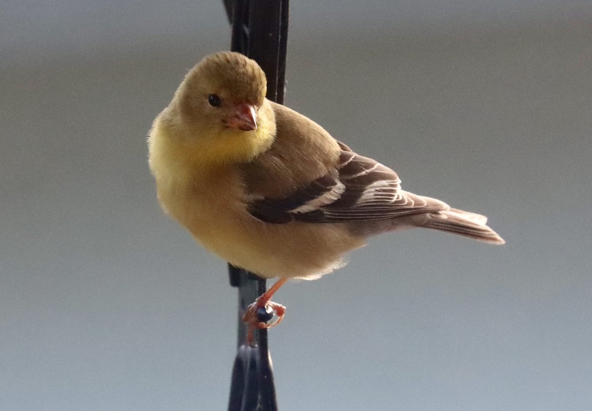 Look how adorable this little one is …..#babybirds #birdlover #birdsoftwitter #backyardbirding
