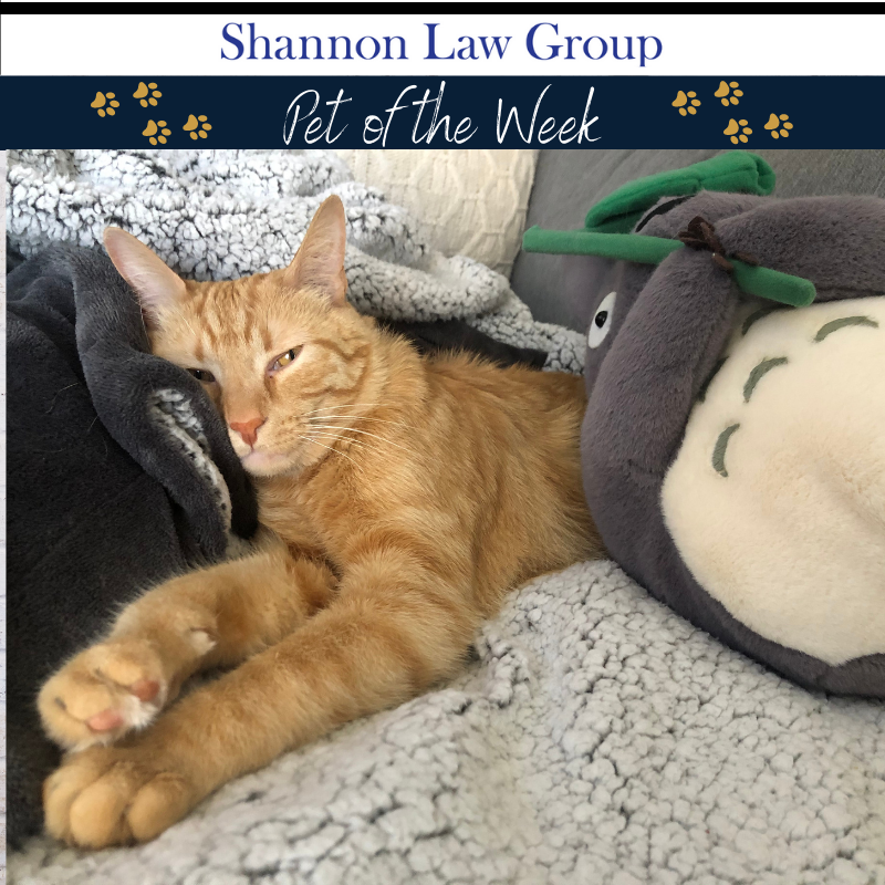 ShannonLawGroup's tweet photo. Meet Charlie, our Pet of the Week! 🐱

Charlie likes to keep our marketing specialist, Brittany Peterson, and her partner, Adam, on their toes. But, with that cute face, he doesn't stay in trouble for long! 😍

#Cat #petoftheweek #catoftheweek #shannonlawgroup https://t.co/CuRZuN6Fxd