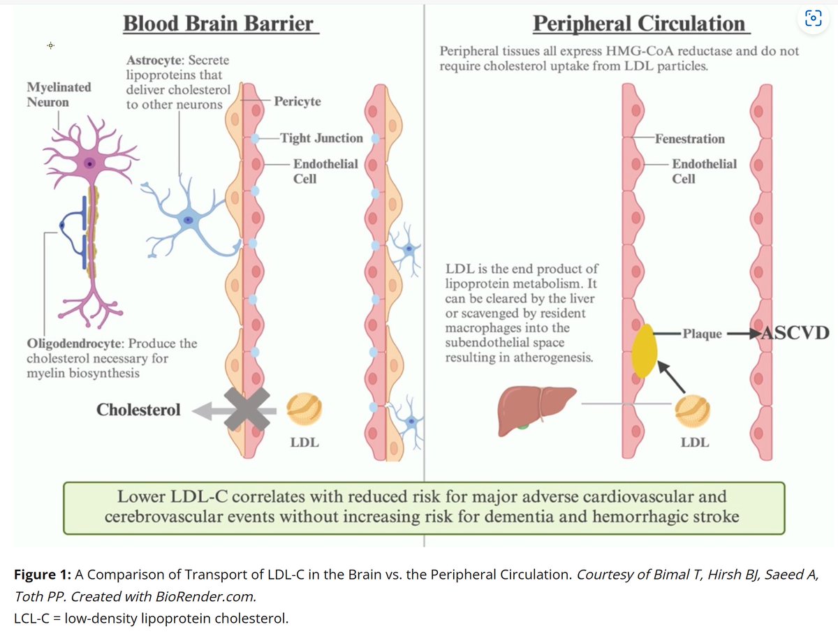 Studies have not demonstrated an increased risk of cognitive impairment, Alzheimer's dementia, or hemorrhagic stroke associated with lowering LDL-C levels. The concerns about stroke and cognitive issues with very low LDL-C levels have been refuted. See LDL Cholesterol Lowering: