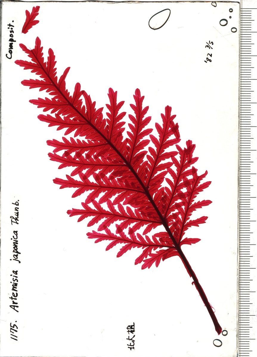 RadioGondwana's tweet image. LEAF NEWS Version 2 of our #OA cleared-and-fossil-leaf dataset is live, now with &amp;gt;34000 total images incl. &amp;gt;4000 additions from the gorgeous Tanai/Uemura clearings at NMNS. The images are invaluable for identifying #fossil #leaves. Please use and enjoy! doi.org/10.25452/figsh…