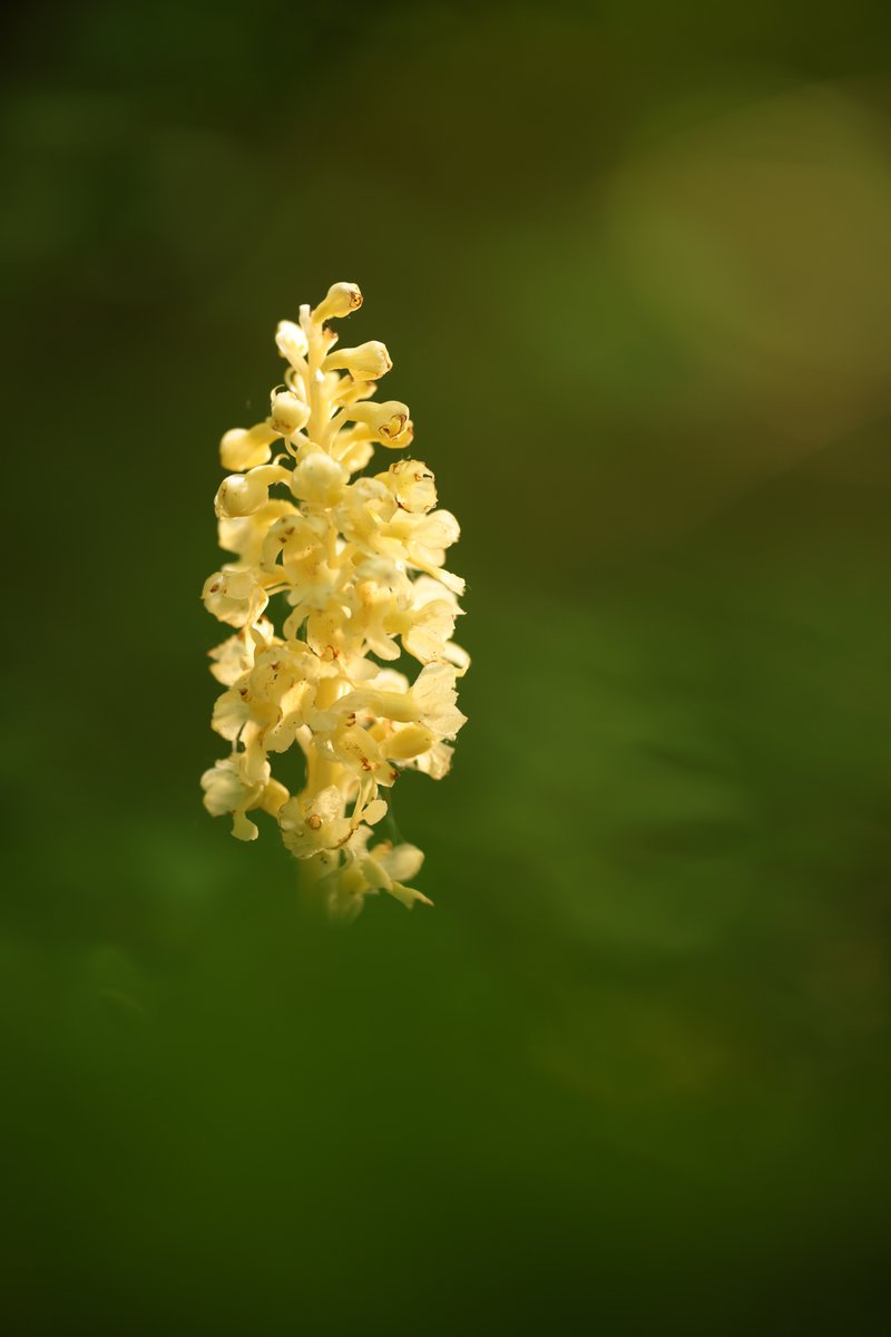 Bird's Nest Orchid