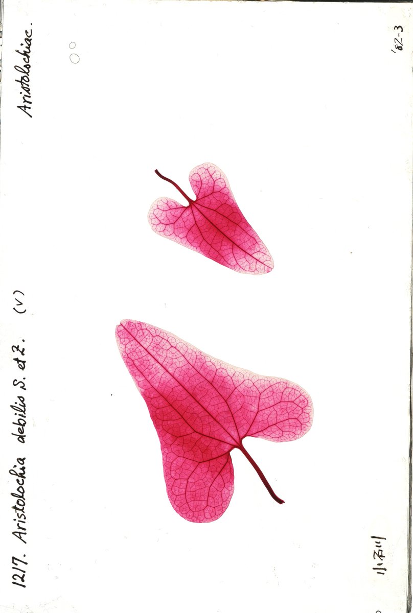 RadioGondwana's tweet image. LEAF NEWS Version 2 of our #OA cleared-and-fossil-leaf dataset is live, now with &amp;gt;34000 total images incl. &amp;gt;4000 additions from the gorgeous Tanai/Uemura clearings at NMNS. The images are invaluable for identifying #fossil #leaves. Please use and enjoy! doi.org/10.25452/figsh…