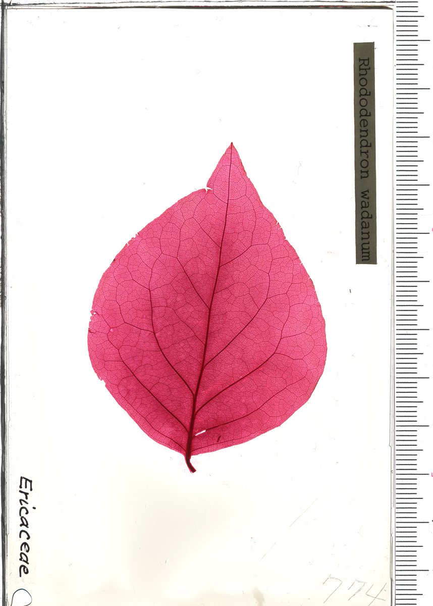 RadioGondwana's tweet image. LEAF NEWS Version 2 of our #OA cleared-and-fossil-leaf dataset is live, now with &amp;gt;34000 total images incl. &amp;gt;4000 additions from the gorgeous Tanai/Uemura clearings at NMNS. The images are invaluable for identifying #fossil #leaves. Please use and enjoy! doi.org/10.25452/figsh…