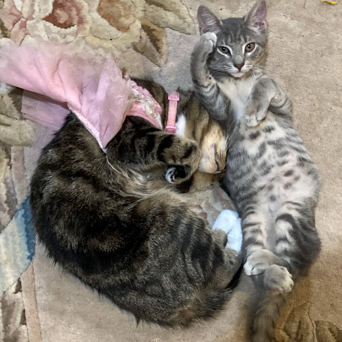 JoyeLawFirm's tweet image. Meet Ethan Williams, a Pre-Litigation Legal Assistant at our Summerville office! Ethan shared a few photos of his life outside of the office.

#JoyeLawFirm #LegalAssistant #SummervilleSC #LawJobs #Service #CatTax #BrothersBond