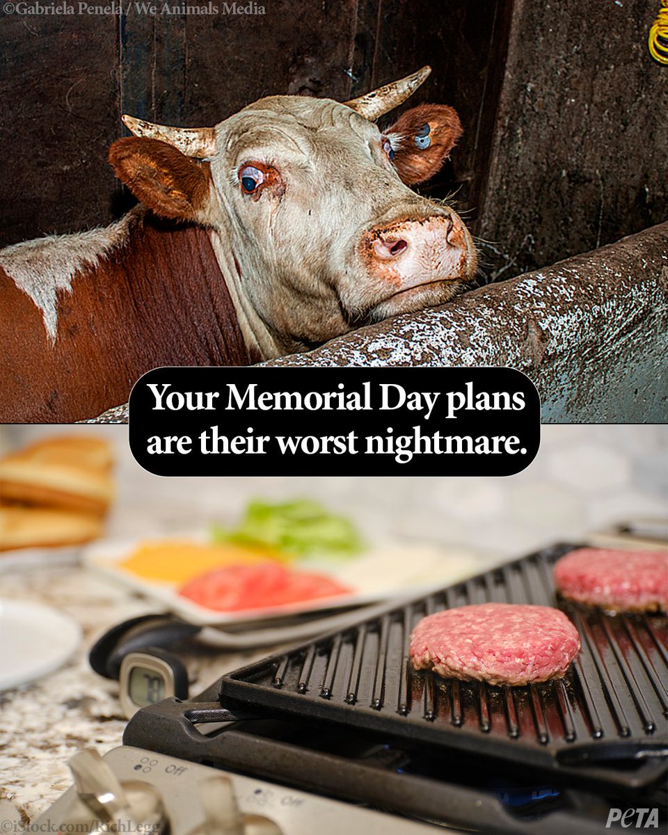 Don’t contribute to her suffering this #MemorialDay or any other day. Go vegan.