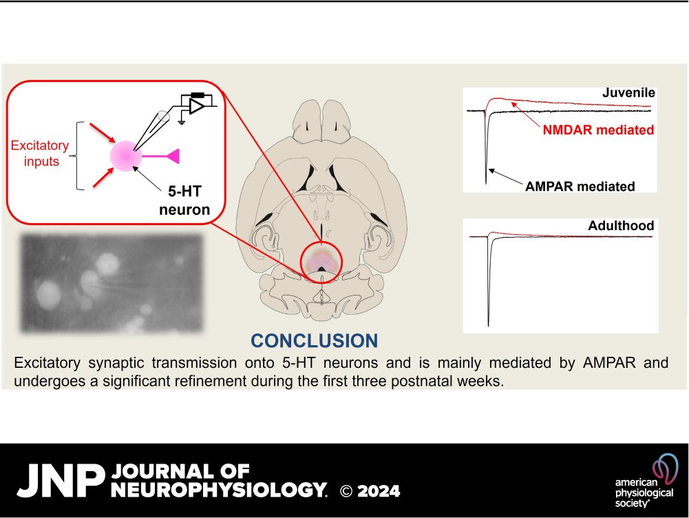 🧠This week's suggested collection is on cellular and #MolecularProperties of #neurons! ➡️ow.ly/G9W150RmeEw Graphical abstract below from ow.ly/EuHc50RmeEx #neurophysiology #neuroscience