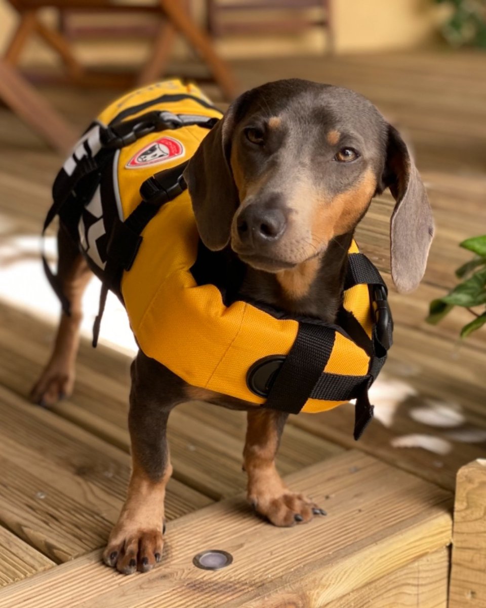 Ready for the weekend and life jacket ready! 🌊 What's everyone's plans? 👀 #ezydog #lifejacket #dogs #dog #weekend #sun #adventure
