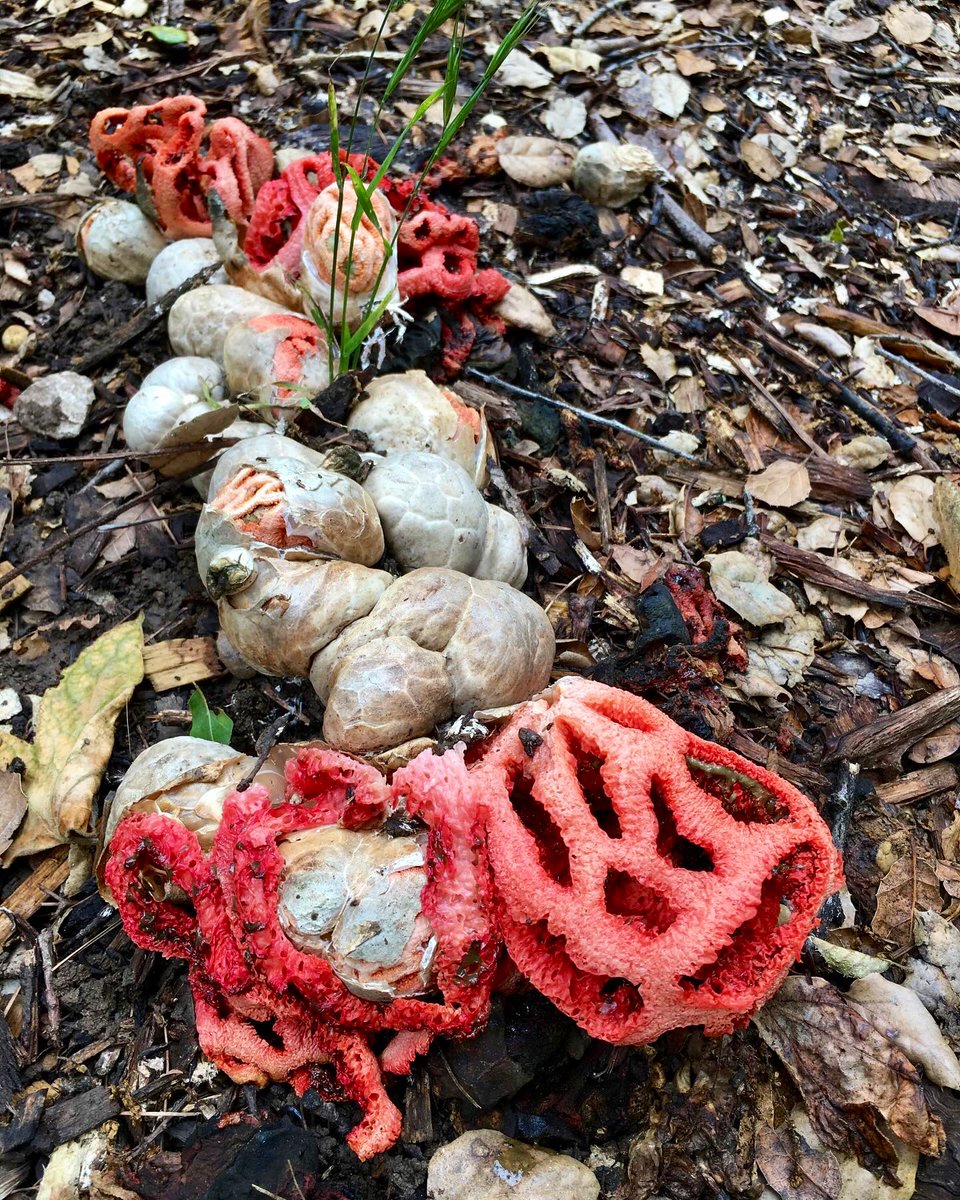 I stumbled upon patches of the vibrant Clathrus ruber, commonly known as basket stinkhorn or red-cage fungus. #FungiFriday