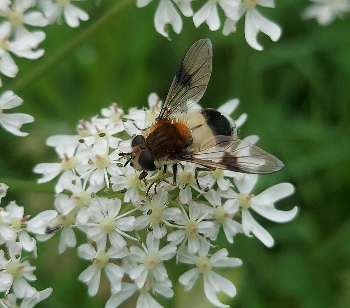 A pretty & rather striking white-rumped hoverfly (Leucozona lucorum) on hogweed flowers, enjoying on an overcast afternoon.