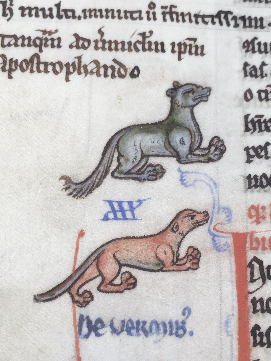 NLIreland's tweet photo. For #biodiversityweek2024: Irish animals (in pigment on parchment) from our collection. 🦊 The animals in the margins of manuscript #TopographiaHibernica (1200 A.D.) illustrate descriptions of the fauna of Ireland. The painter used a very fine brush for these small paintings. 🖌 https://t.co/Iw2l2PjVmA