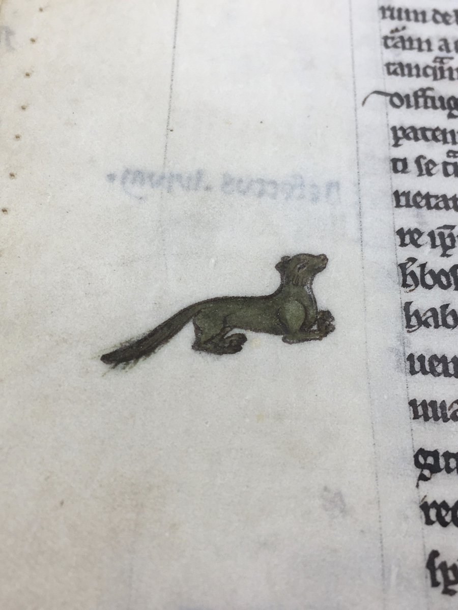 NLIreland's tweet photo. For #biodiversityweek2024: Irish animals (in pigment on parchment) from our collection. 🦊 The animals in the margins of manuscript #TopographiaHibernica (1200 A.D.) illustrate descriptions of the fauna of Ireland. The painter used a very fine brush for these small paintings. 🖌 https://t.co/Iw2l2PjVmA