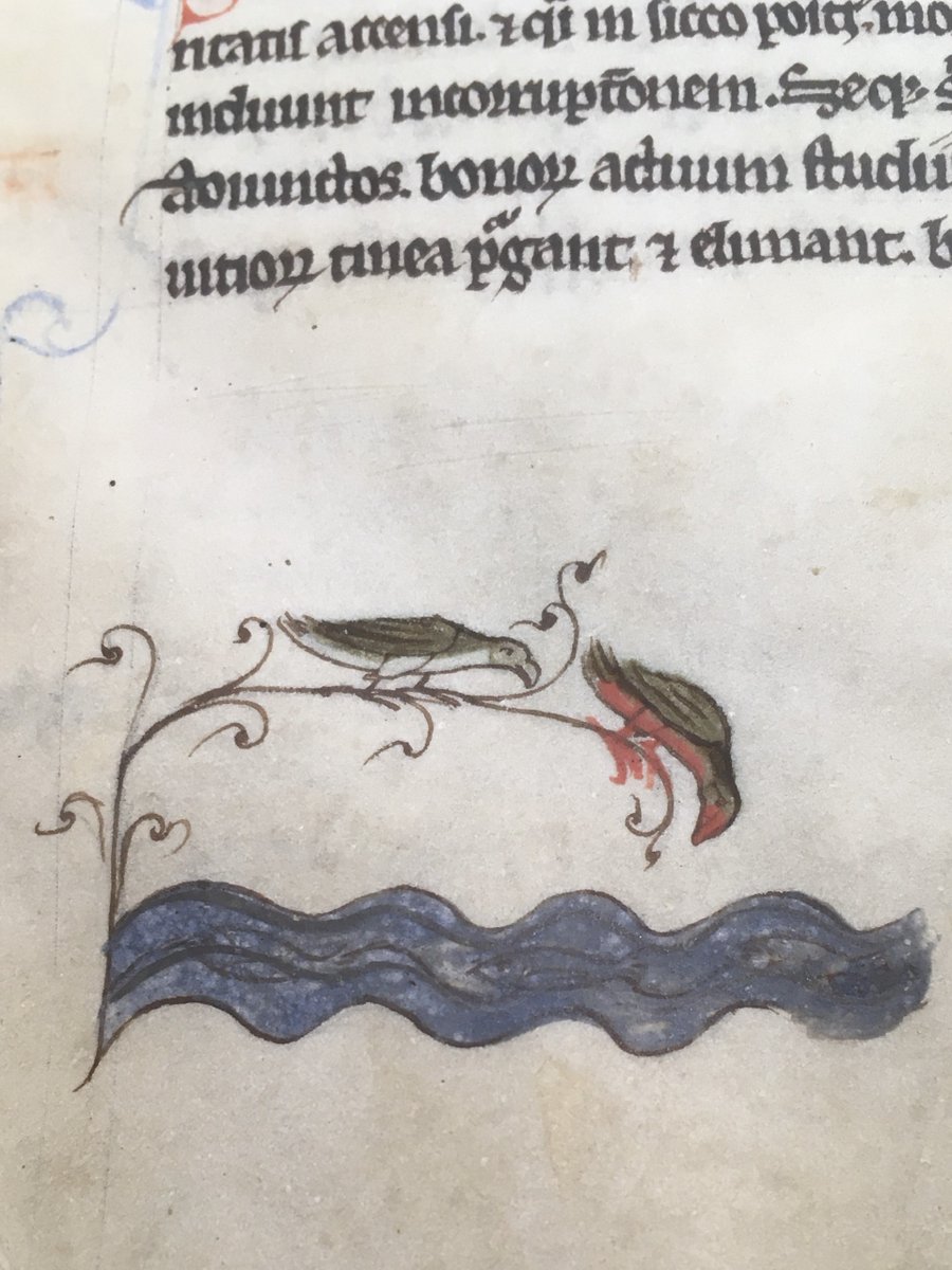 NLIreland's tweet photo. For #biodiversityweek2024: Irish animals (in pigment on parchment) from our collection. 🦊 The animals in the margins of manuscript #TopographiaHibernica (1200 A.D.) illustrate descriptions of the fauna of Ireland. The painter used a very fine brush for these small paintings. 🖌 https://t.co/Iw2l2PjVmA