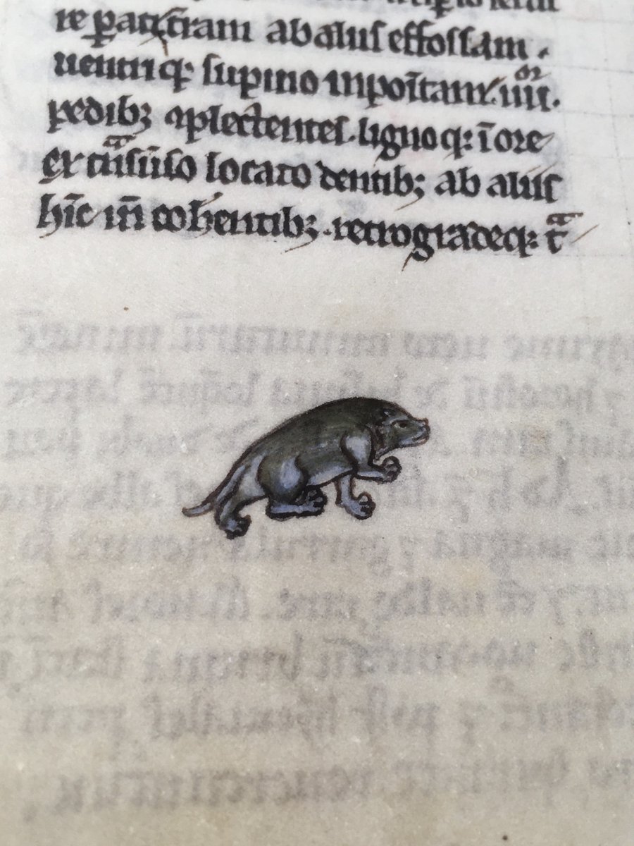 NLIreland's tweet photo. For #biodiversityweek2024: Irish animals (in pigment on parchment) from our collection. 🦊 The animals in the margins of manuscript #TopographiaHibernica (1200 A.D.) illustrate descriptions of the fauna of Ireland. The painter used a very fine brush for these small paintings. 🖌 https://t.co/Iw2l2PjVmA