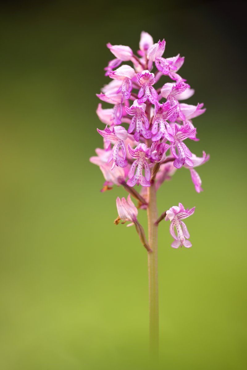 I made a couple of visits to see the Military Orchids this year.
