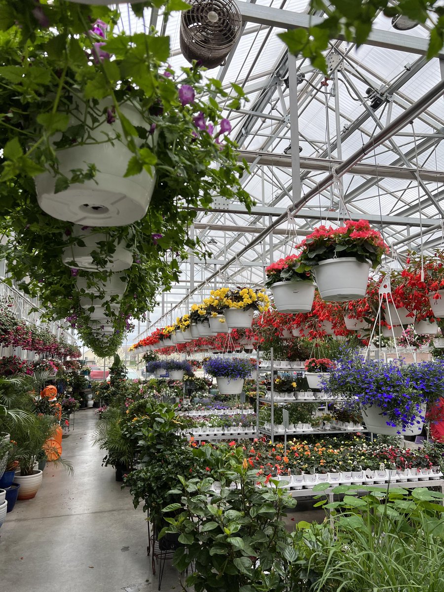 As Mother’s Day approaches, garden centers are filled with hanging baskets. In this article, horticulturists with Iowa State University Extension and Outreach explain special care considerations for hanging baskets. extension.iastate.edu/news/yard-and-…