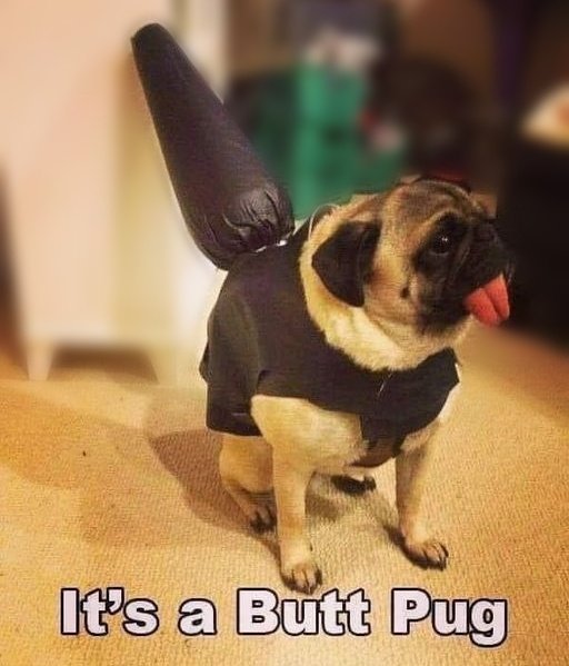 If Twitter had a pet, it'd be a Butt Pug