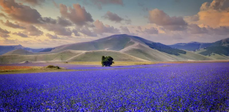 Langhe 💜💜💜Piedmont Region Lavender lands