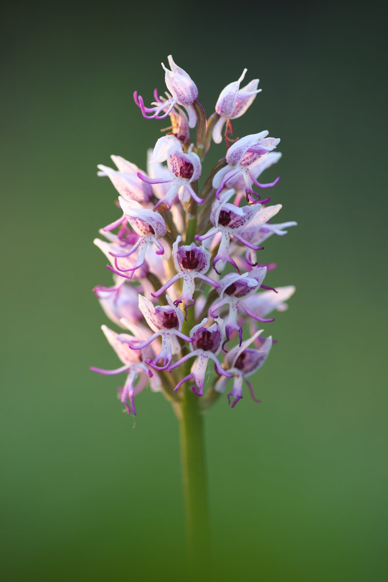 Monkey Orchid