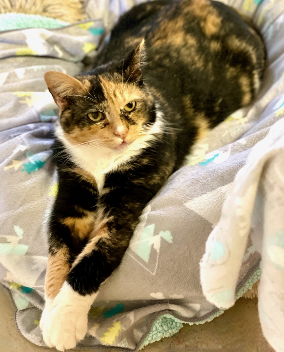 Margo is looking rather regal today, don't you think? She's definitely ready for the right adopter to show up. She'll be a wonderful, affectionate companion.❤️
#va #dc #virginia #cats #pets #friday #goodvibes #PositiveVibes #AdoptAShelterCat #washingtondc #maryland #fridayfeeling