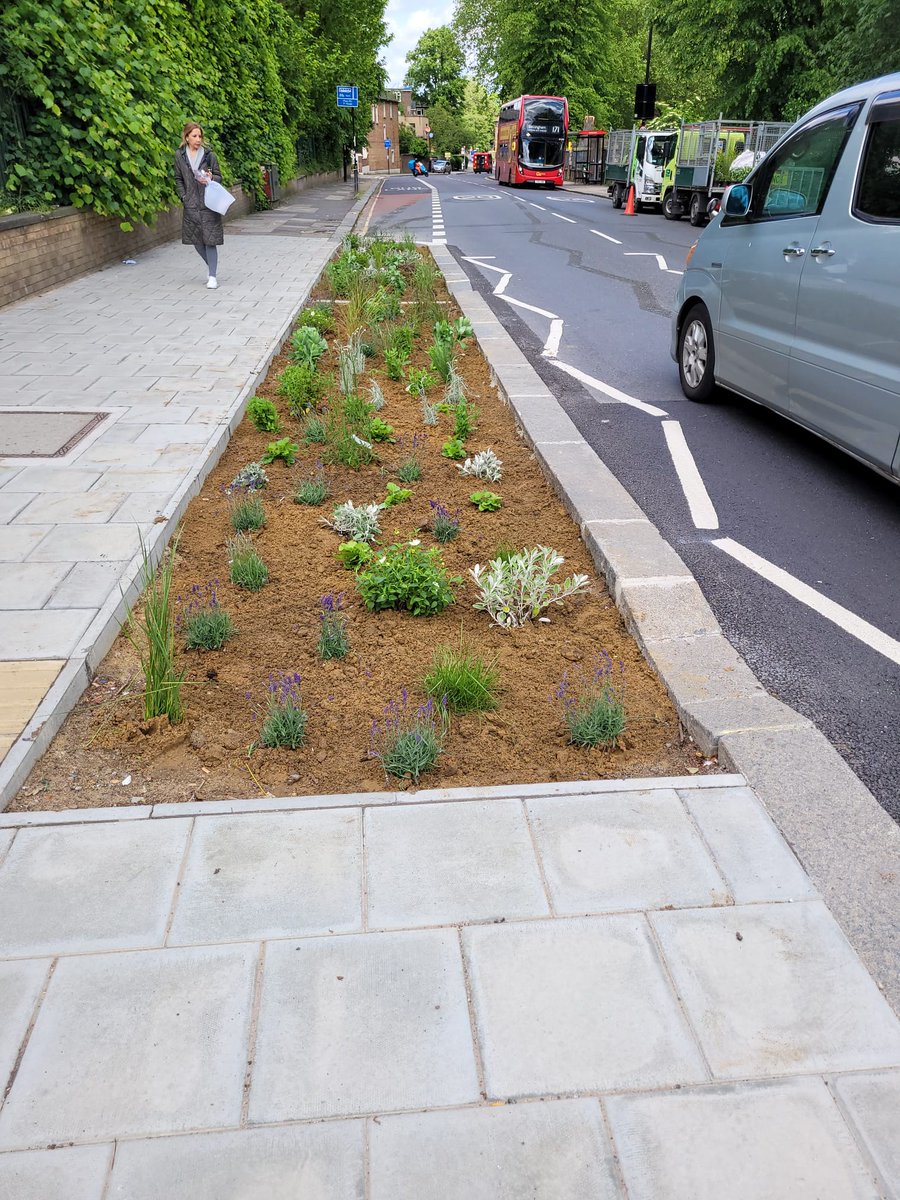 Happy Friday! Look at these beautiful newly-planted raingardens at the Brockley Road junction of Beecroft Road Crossing 🌻 These raingardens help manage rainfall as well as increasing greenery and biodiversity.