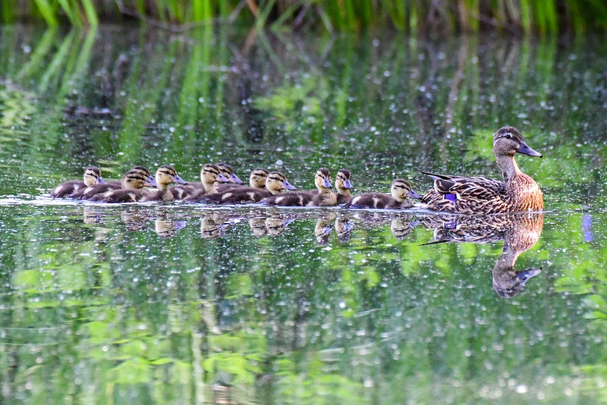 Mama duck at Turtle Pond in Central Park with a huge family. 😍