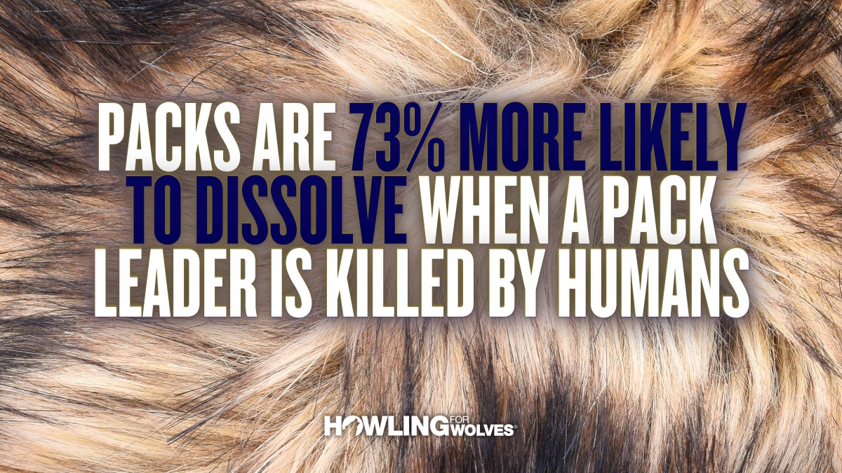 Howling4Wolves's tweet image. Packs are crucial to the survival of wolves, but the death of a single wolf from human-related causes is more likely to result in the dissolution of a pack than if a wolf were to die from natural causes.

We need to work together to #KeepThePacksIntact &amp;amp; #BanWolfHunting!