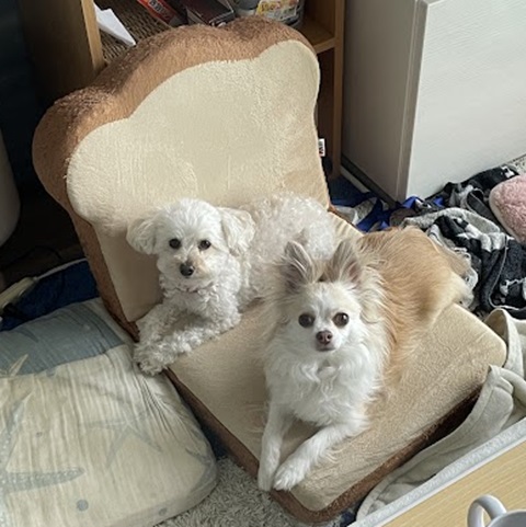 食パンに　またがる　姉組 しかも　シンクロ( *´艸｀) ＃犬　＃トイプー　#チワワ