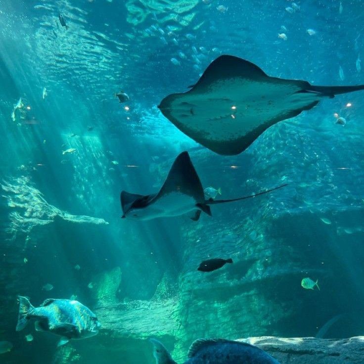 fairyprxncess's tweet photo. underwater https://t.co/S4elQGr18C