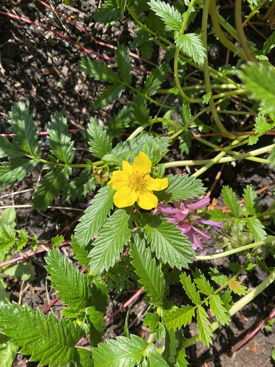 Pacific Silverweed is a West Coast native, perennial groundcover with yellow flowers, edible leaves, and edible roots that taste like sweet potatoes. #nativeplants #nativeflora #pacificnorthwest #rewilding #wildgarden