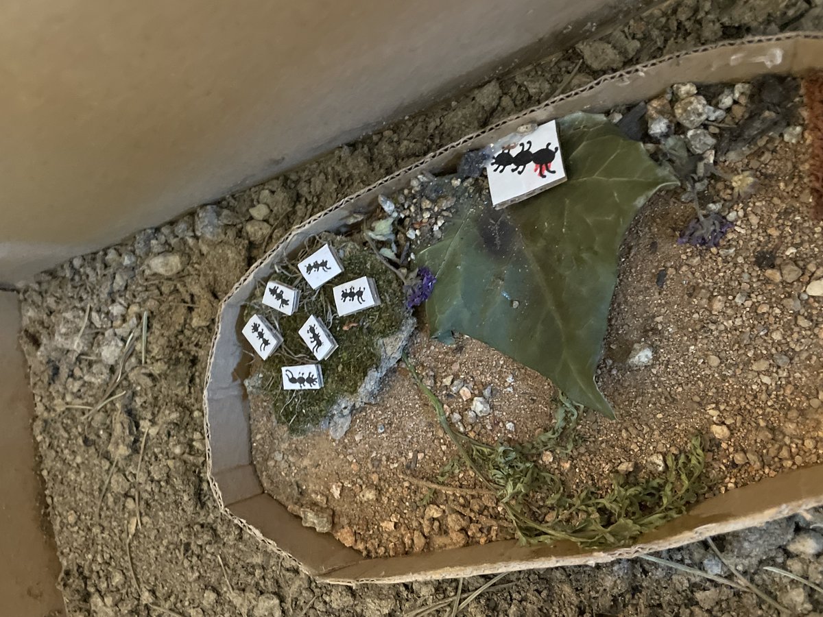 🌲🌻🍂Del 23 de maig al 21 de juny podreu visitar al @craimundet l’exposició "Aprendre de la natura": materials didàctics i propostes educatives creades per alumnes del Grau de Mestre en Educació Infantil i Doble Grau i impulsats per la professora Cinthia Pereira.
#educacióub