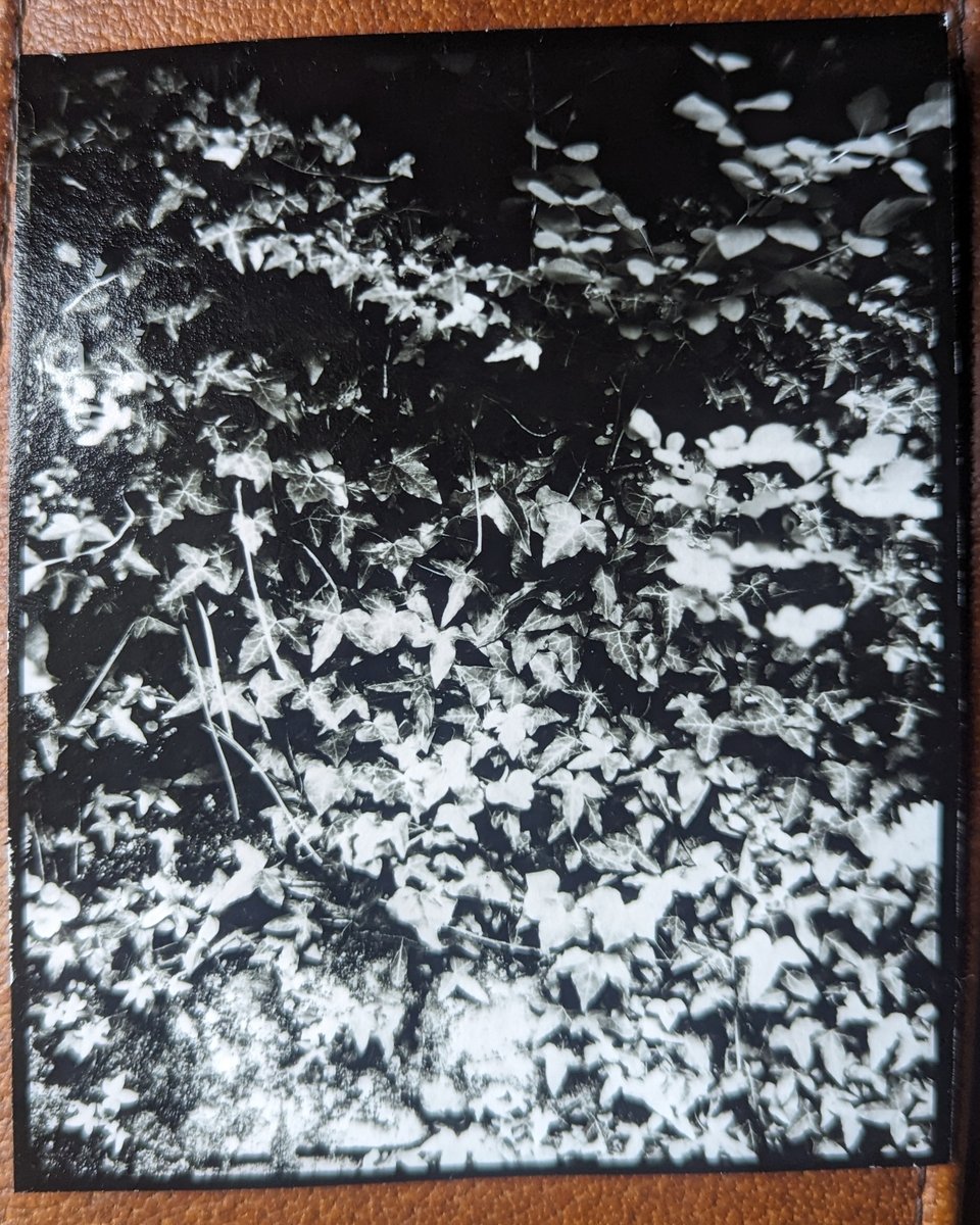 Doing some testing, making photographs on Harman 4x5 direct positive paper for a workshop at @ArmittMuseum in Ambleside next month. You get a print in under 10 minutes, so almost instant photography. Blur here is entirely to do with my phone photography skills ...
#believeinfilm