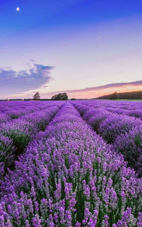 Maremma 💜💜💜Tuscany Region Lavender lands