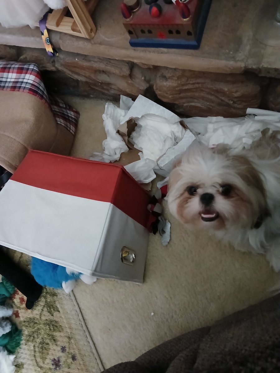 HeatherDodd6's tweet image. But Mommy! I saw tha zombiez take yuz box of tissue and made it EXPLODE 💥 Yuz belive me right #ZSHQ #Kleenex #TissueBox #Shihtzh #Dog #PuppyOfTheDay #DogLover #DogsofX #DogsofTwitter #FridayFunDay #Morning