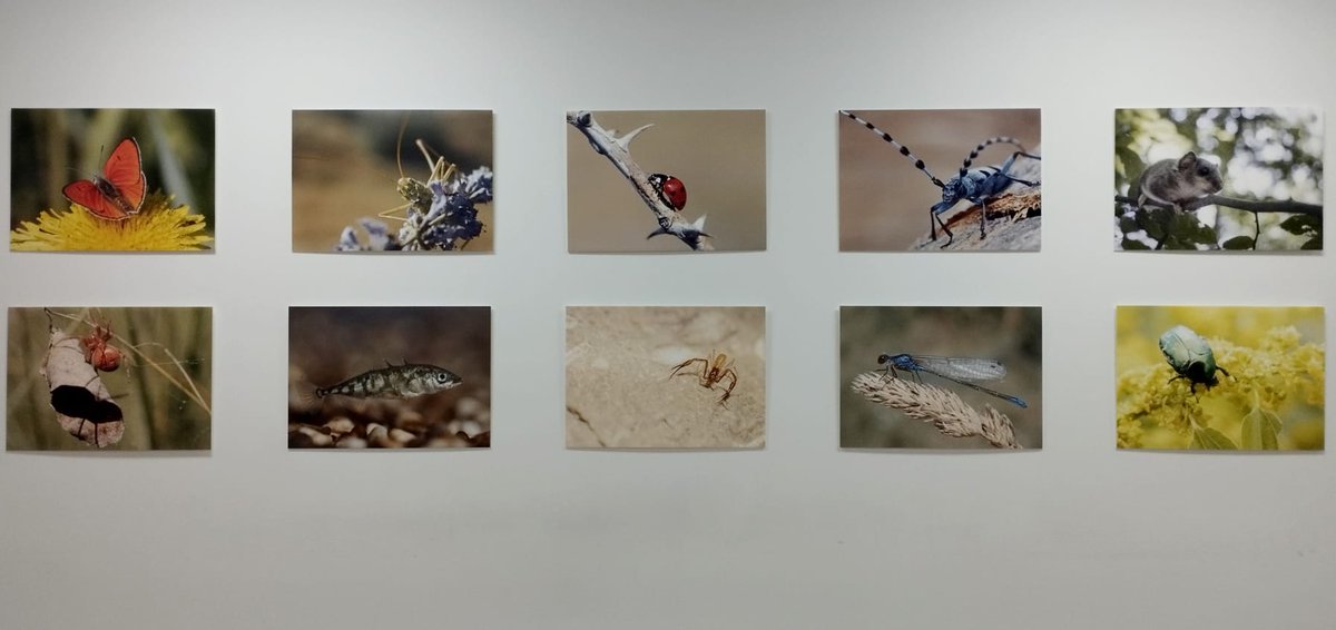 din_dry's tweet image. Today, the Zoology Division at the Faculty of Science opened an exhibit celebrating their 150th anniversary, which the DinDRY team helped create. Our project leader, Andreja, was the creative force behind this remarkable display! 🎉🦋#Zoology #ScienceExhibit #FacultyOfScience