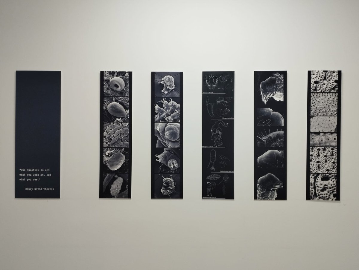 din_dry's tweet image. Today, the Zoology Division at the Faculty of Science opened an exhibit celebrating their 150th anniversary, which the DinDRY team helped create. Our project leader, Andreja, was the creative force behind this remarkable display! 🎉🦋#Zoology #ScienceExhibit #FacultyOfScience