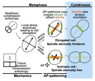 Guy Blanchard (@guyblanchard5) on Twitter photo Our paper on how mechanics and patterning combine at metaphase to orient planar epithelial divisions in vivo just out in Development, with <a href="/ElenaScarpa4/">Elena Scarpa</a>, Leila Muresan, <a href="/SansonLab/">Sanson Lab</a>, <a href="/PDN_Cambridge/">PDN Cambridge</a>. Thread digest follows… 1/5
doi.org/10.1242/dev.20… Our paper on how mechanics and patterning combine at metaphase to orient planar epithelial divisions in vivo just out in Development, with <a href="/ElenaScarpa4/">Elena Scarpa</a>, Leila Muresan, <a href="/SansonLab/">Sanson Lab</a>, <a href="/PDN_Cambridge/">PDN Cambridge</a>. Thread digest follows… 1/5
doi.org/10.1242/dev.20…