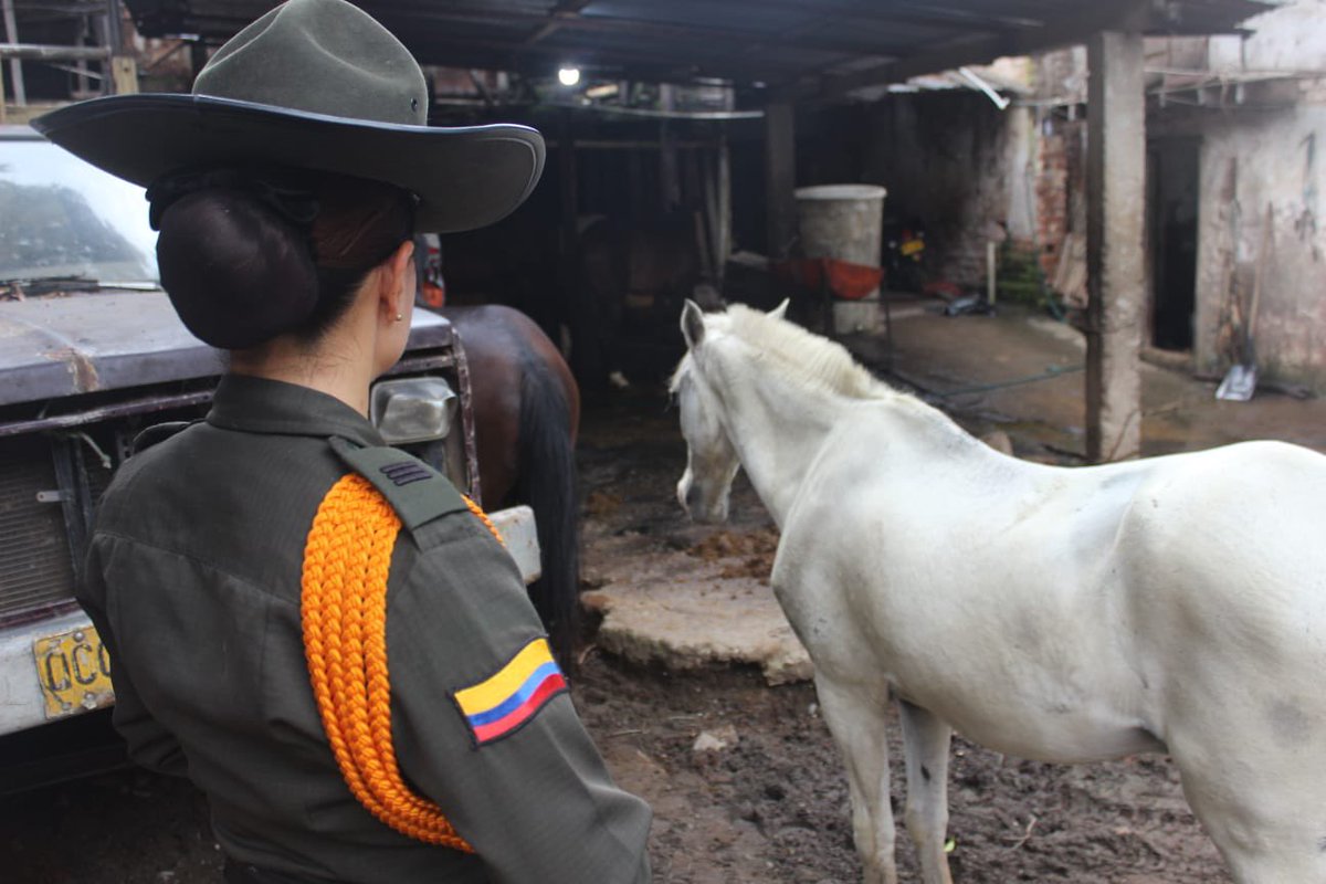 SeguridadCali's tweet photo. Atendiendo las denuncias de la ciudadanía, adelantamos operativo conjunto de inspección a equinos🐴en la comuna 19.

Junto a @AnimalesCali y @PoliciaCali de Carabineros, verificamos el estado de salud y condiciones de los caballos. 

Hoy realizamos su traslado. ⬇️🧶 https://t.co/k3W2qXcsrp