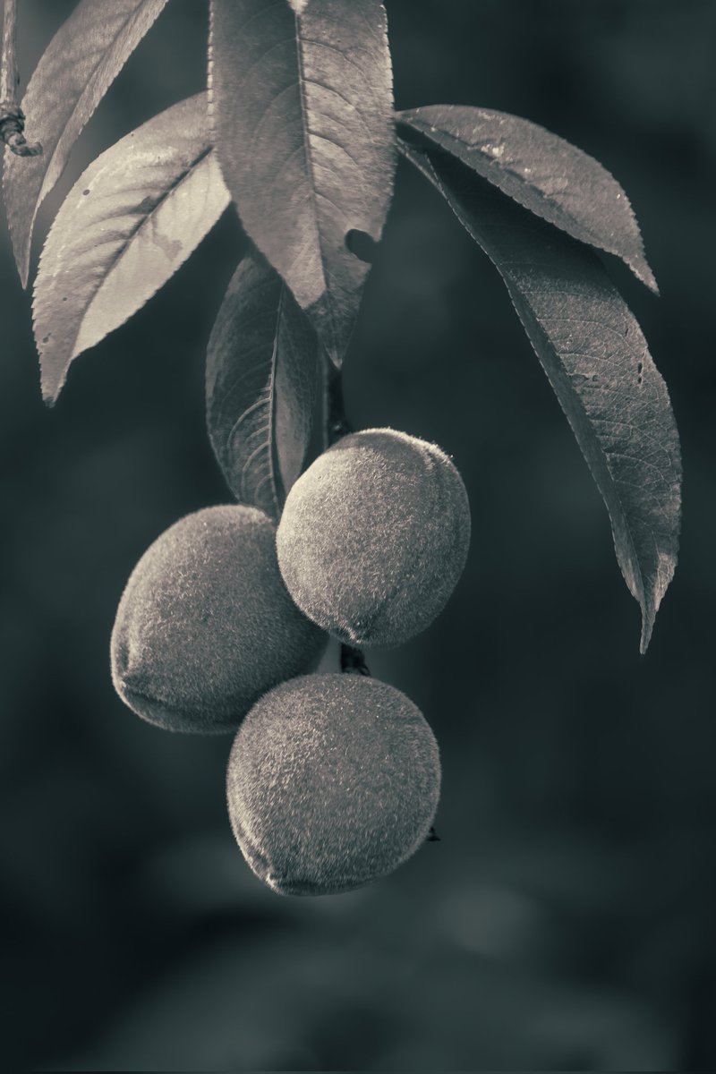 The season of peaches is about to come in mountains, so did the childhood memories of eating them by stealing. 
The good old days.

#shotoncanon1500d #peaches #potrait #monochromatic #blackandwhite #goldenhourphotography #canonphotography #fruits #shotoftheday #childhoodmemoeries